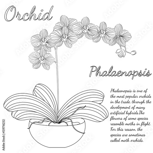 Vector illustration. Beautiful Phalaenopsis Orchid in a  flower pot. Black and white pattern can be used for coloring.