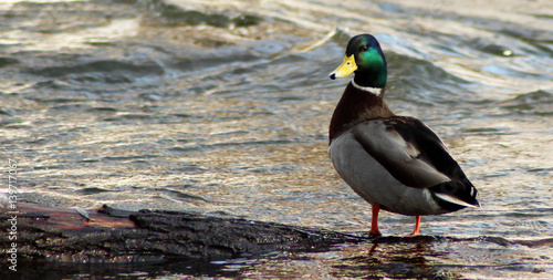 Tableau sur toile Wild nature, duck on the water, life
