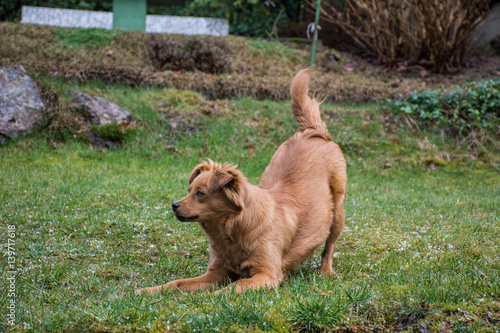 Wallpaper Mural Auszeit - Hund Torontodigital.ca
