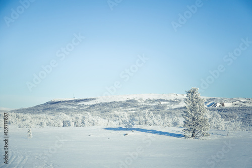 A beautiful white landscape of a snowy Norwegian winter day © dachux21