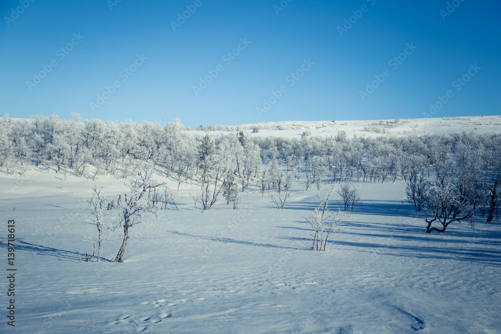 A beautiful white landscape of a snowy Norwegian winter day A beautiful white landscape of a snowy Norwegian winter day