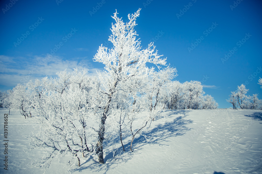 A beautiful white landscape of a snowy Norwegian winter day A beautiful white landscape of a snowy Norwegian winter day