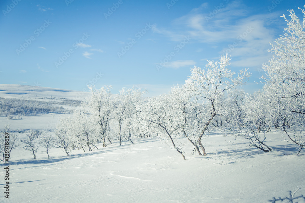 A beautiful white landscape of a snowy Norwegian winter day A beautiful white landscape of a snowy Norwegian winter day