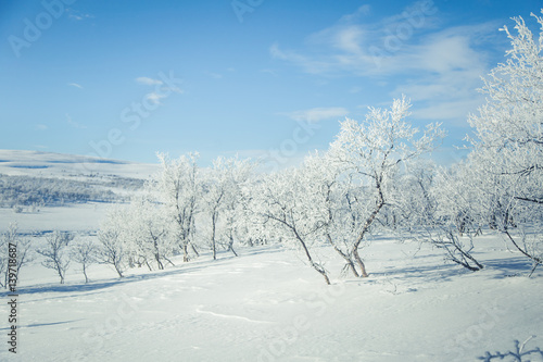 A beautiful white landscape of a snowy Norwegian winter day © dachux21