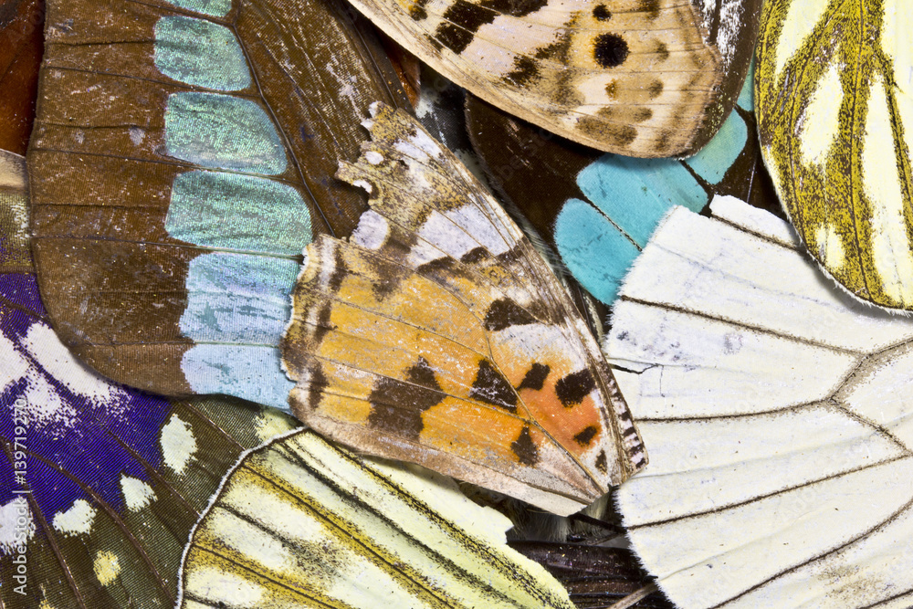 Fototapeta premium Close Up of Butterfly Wings