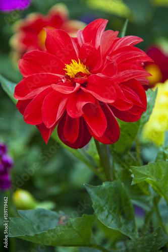 Red Dahlia flower in garden full bloom