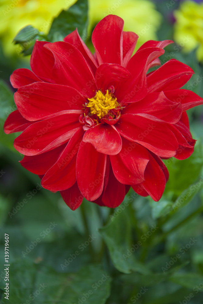 Obraz premium Red Dahlia flower in garden full bloom