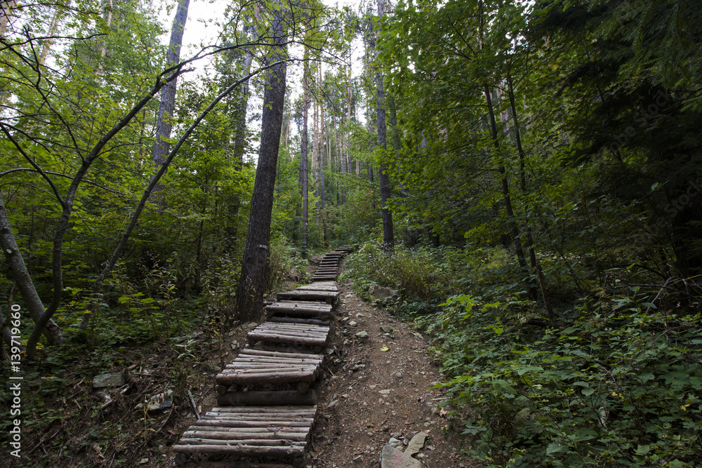 Wooden pathway stairs in the forest