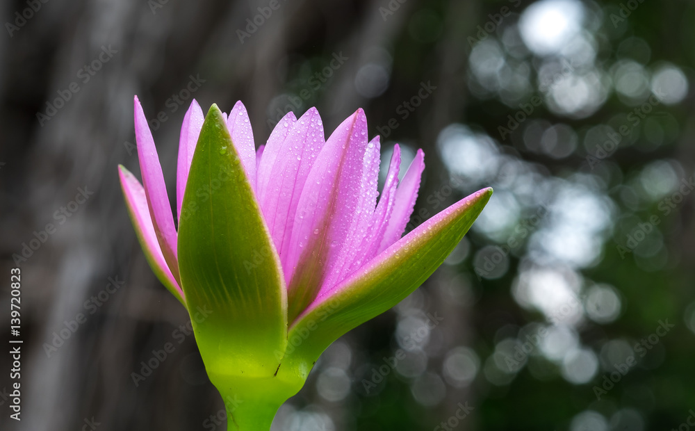 Fototapeta premium Beautiful waterlily or lotus flower