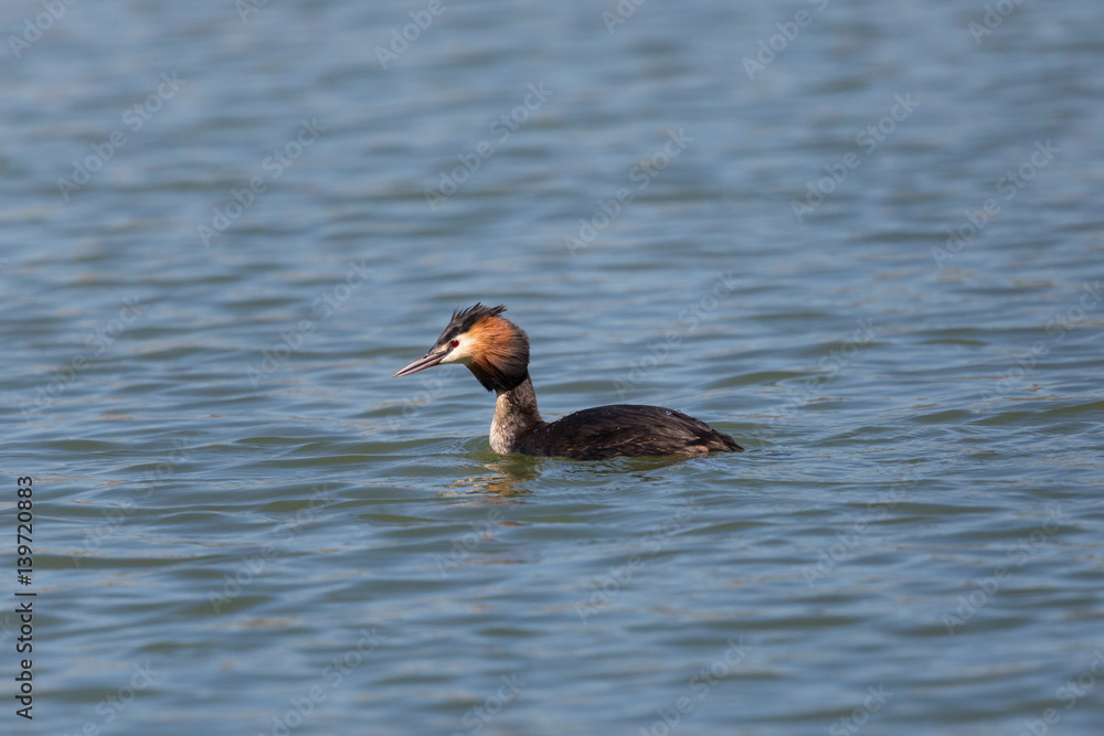 swimming great crested grebe (podiceps cristatus) swimming great crested grebe (podiceps cristatus)