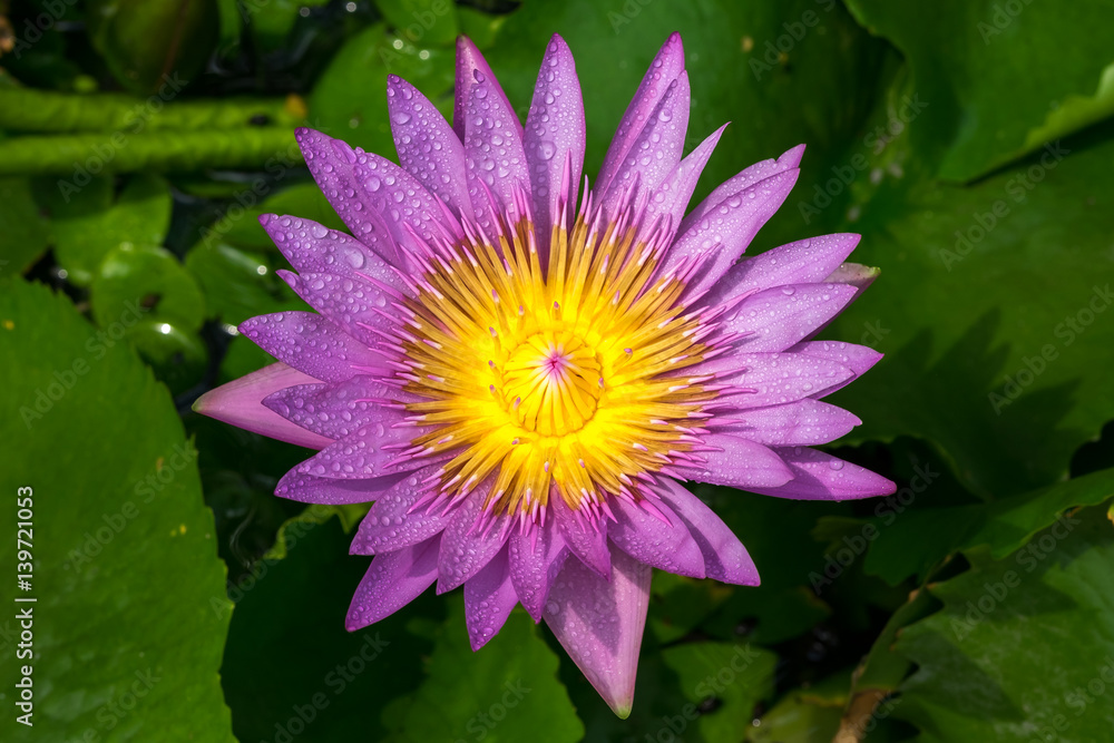 Beautiful waterlily or lotus flower with dew in sunshine Beautiful waterlily or lotus flower with dew in sunshine
