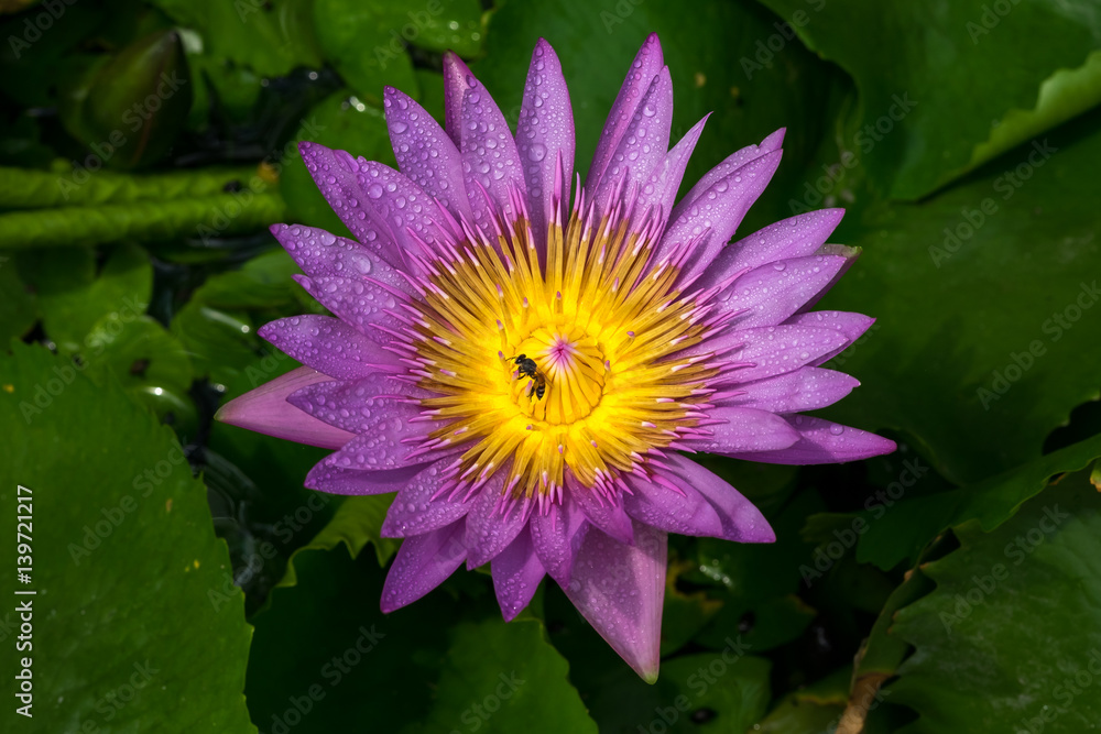Close-up flower. A beautiful purple waterlily or lotus flower Close-up flower. A beautiful purple waterlily or lotus flower