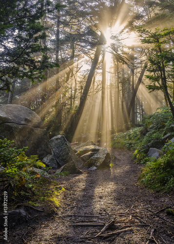 Crepuscular rays over hiking trail, Tennessee's Roan Mountain state Park  photo