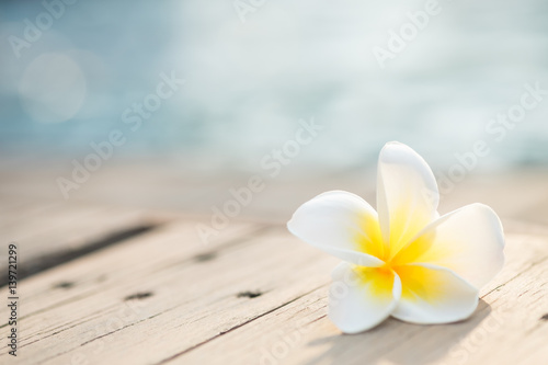 Frangipani plumeria Spa Flower on wooden floor near the pool