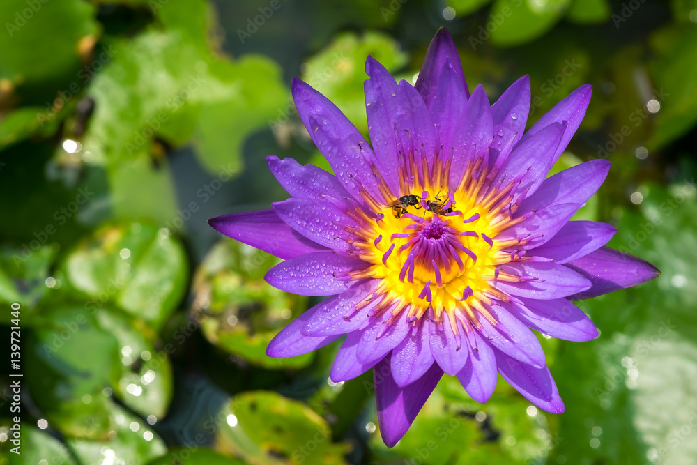 Close-up flower. A beautiful purple waterlily or lotus flower Close-up flower. A beautiful purple waterlily or lotus flower