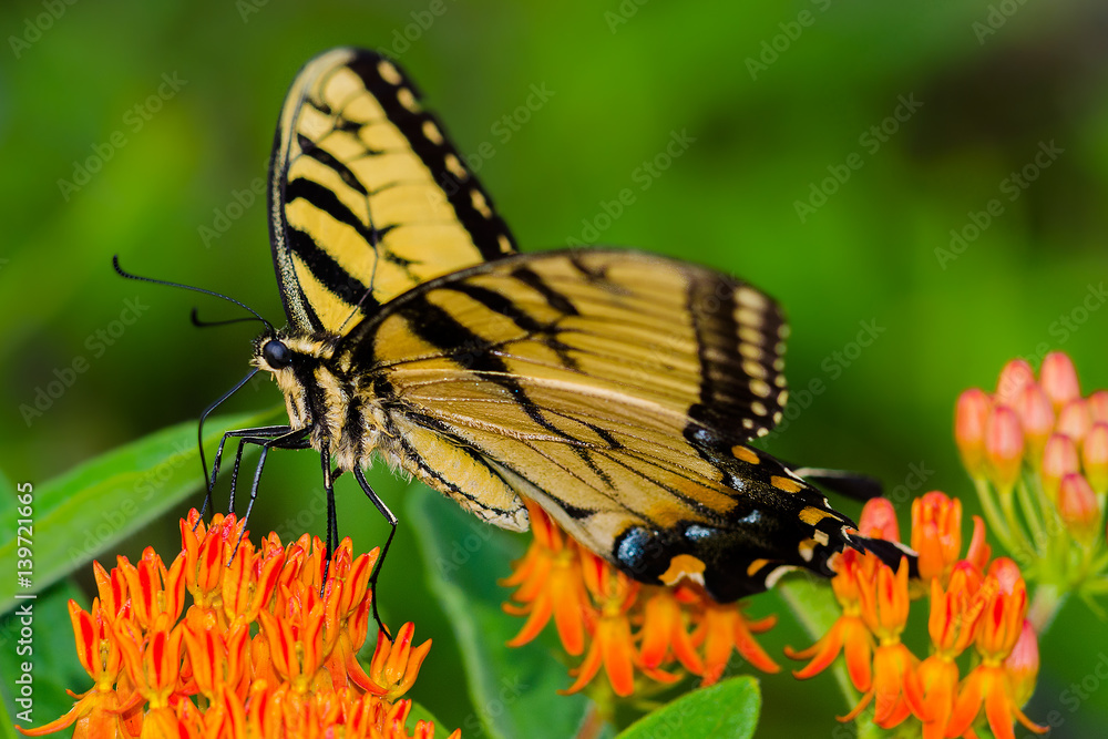 Fototapeta premium Tiger Swallowtail on butterfly weed