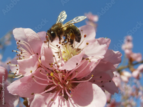 Bee on peach blosom