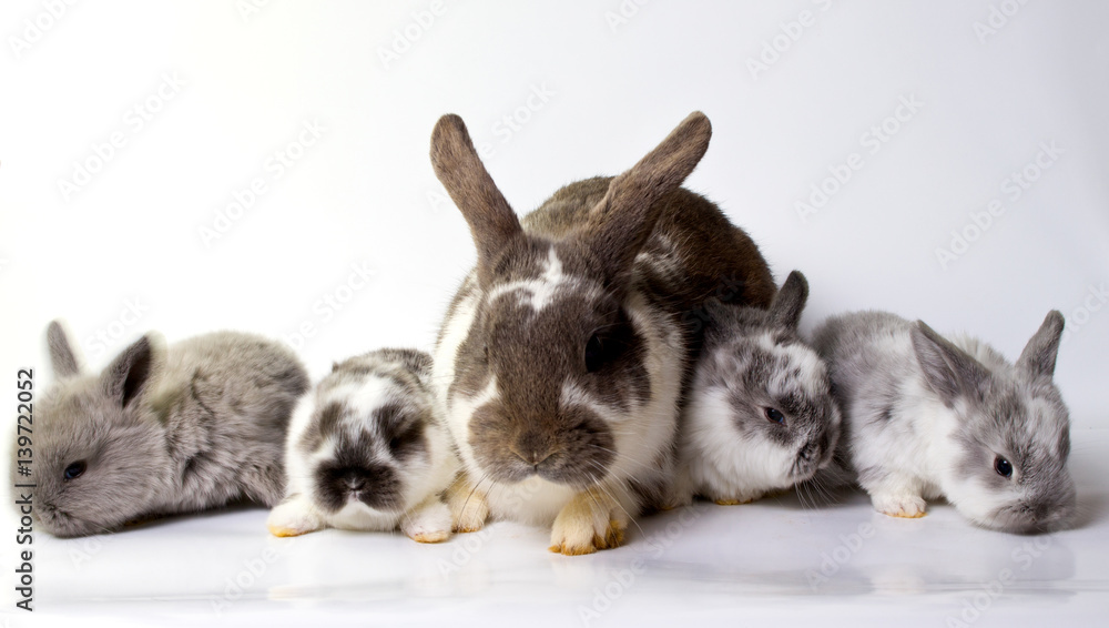 Obraz premium Osterhasen.7.3