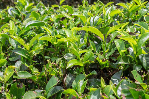 Close up natural green tea