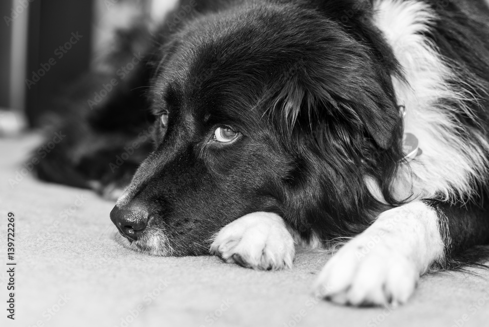 Close up portrait of black dog resting. Close up portrait of black dog resting.