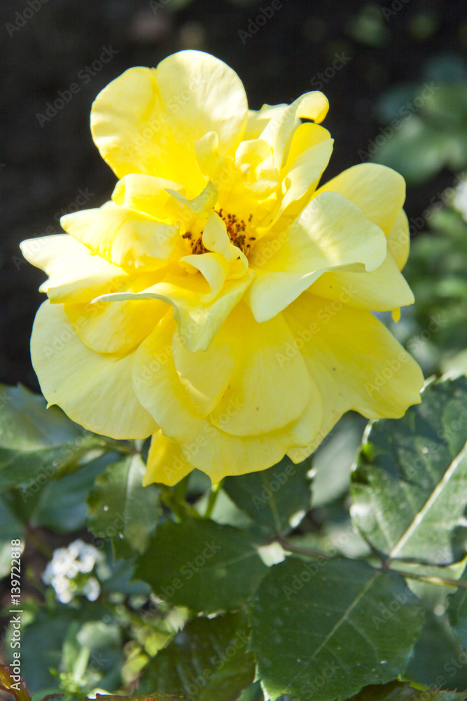Yellow garden rose flower blossom in spring Yellow garden rose flower blossom in spring