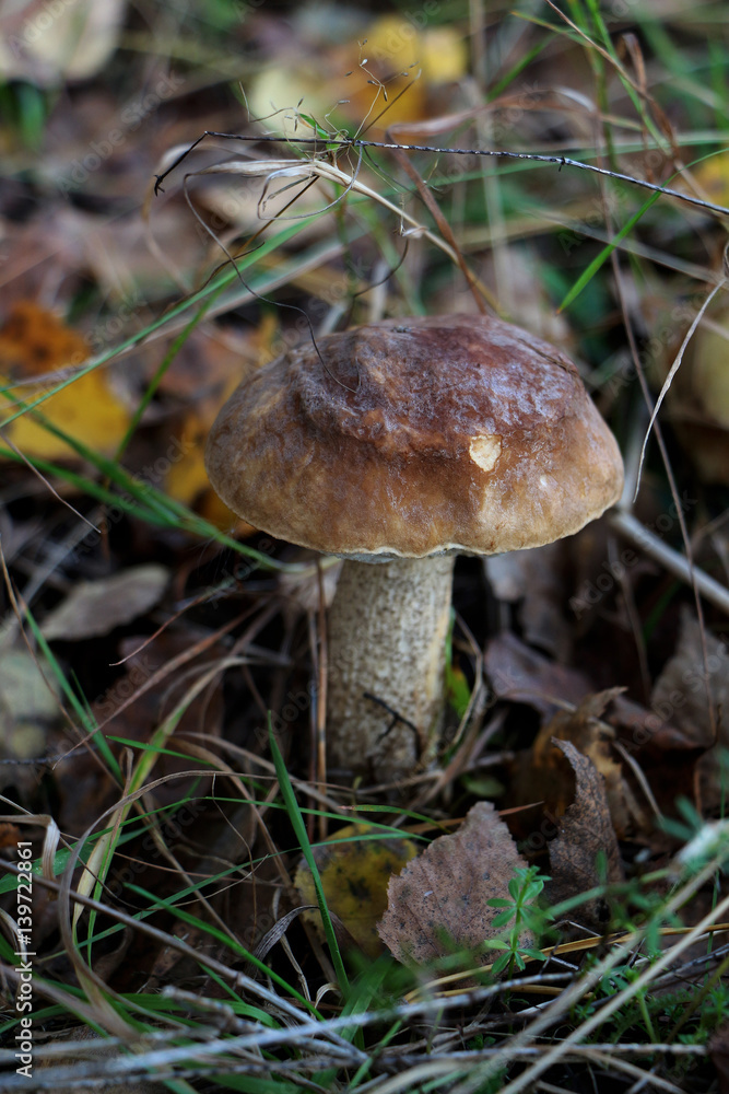 Among the leaves on the tree a birch tree from the ground grows an edible mushroom Among the leaves on the tree a birch tree from the ground grows an edible mushroom
