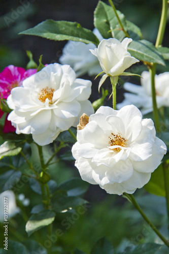 Fototapeta Naklejka Na Ścianę i Meble -  White garden rose flowers blossom in spring