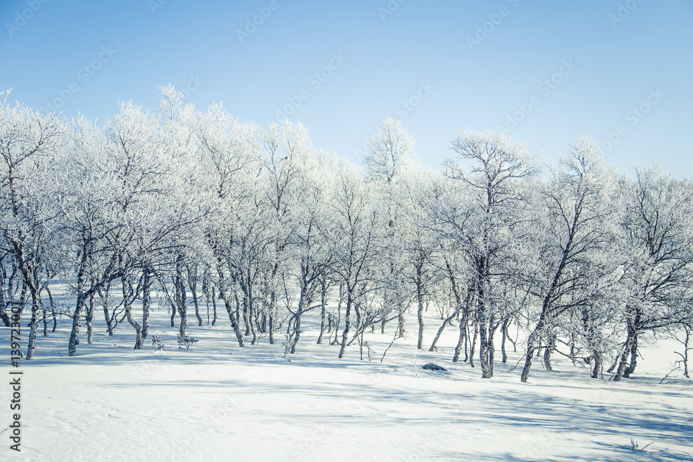 A beautiful forest landscape of a snowy Norwegian winter day A beautiful forest landscape of a snowy Norwegian winter day
