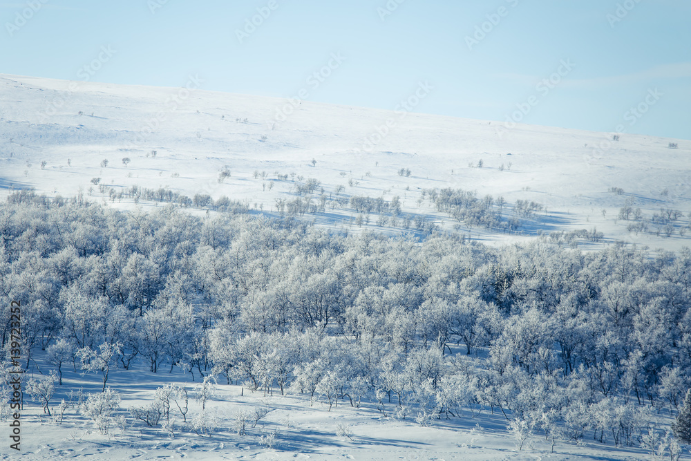 Fototapeta premium A beautiful forest landscape of a snowy Norwegian winter day