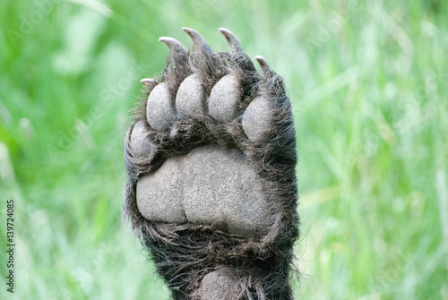 bearpaw Bärentatze