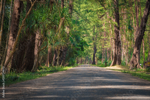 The road in a pine forest