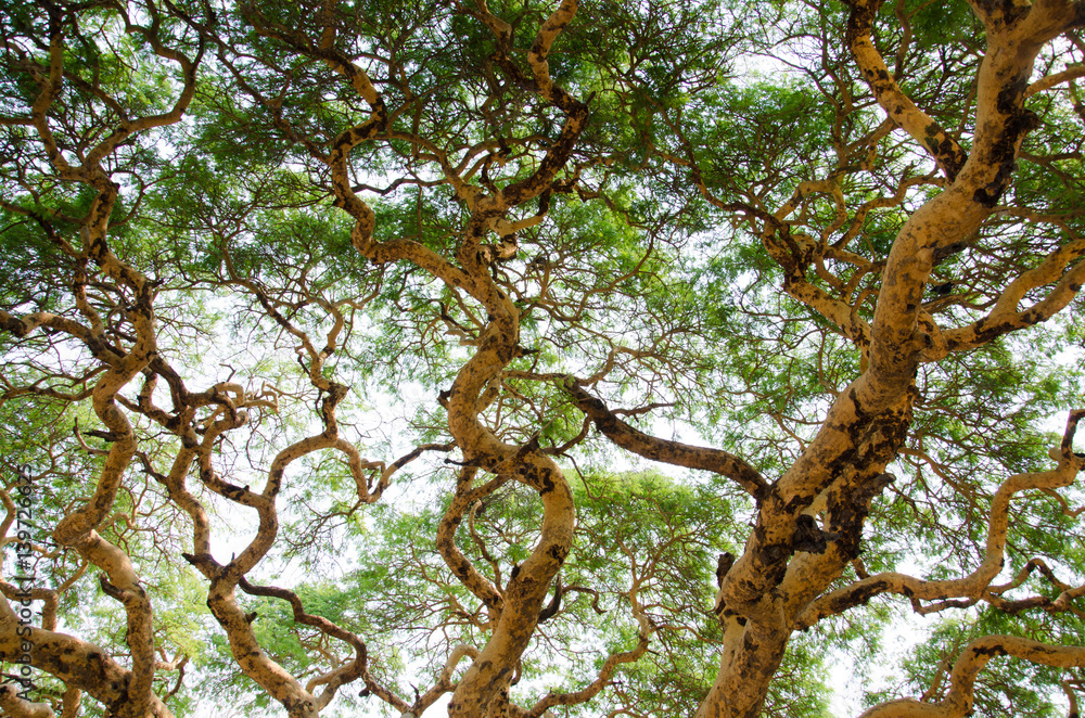 Twisted branches of acacia tree Vachellia leucophloea in Myanmar Stock ...