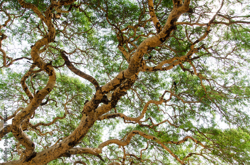 Twisted branches of acacia tree Vachellia leucophloea in Myanmar Twisted branches of acacia tree Vachellia leucophloea in Myanmar
