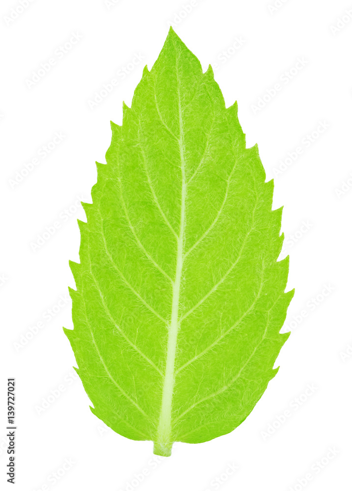 Fresh raw mint leaves isolated Fresh raw mint leaves isolated