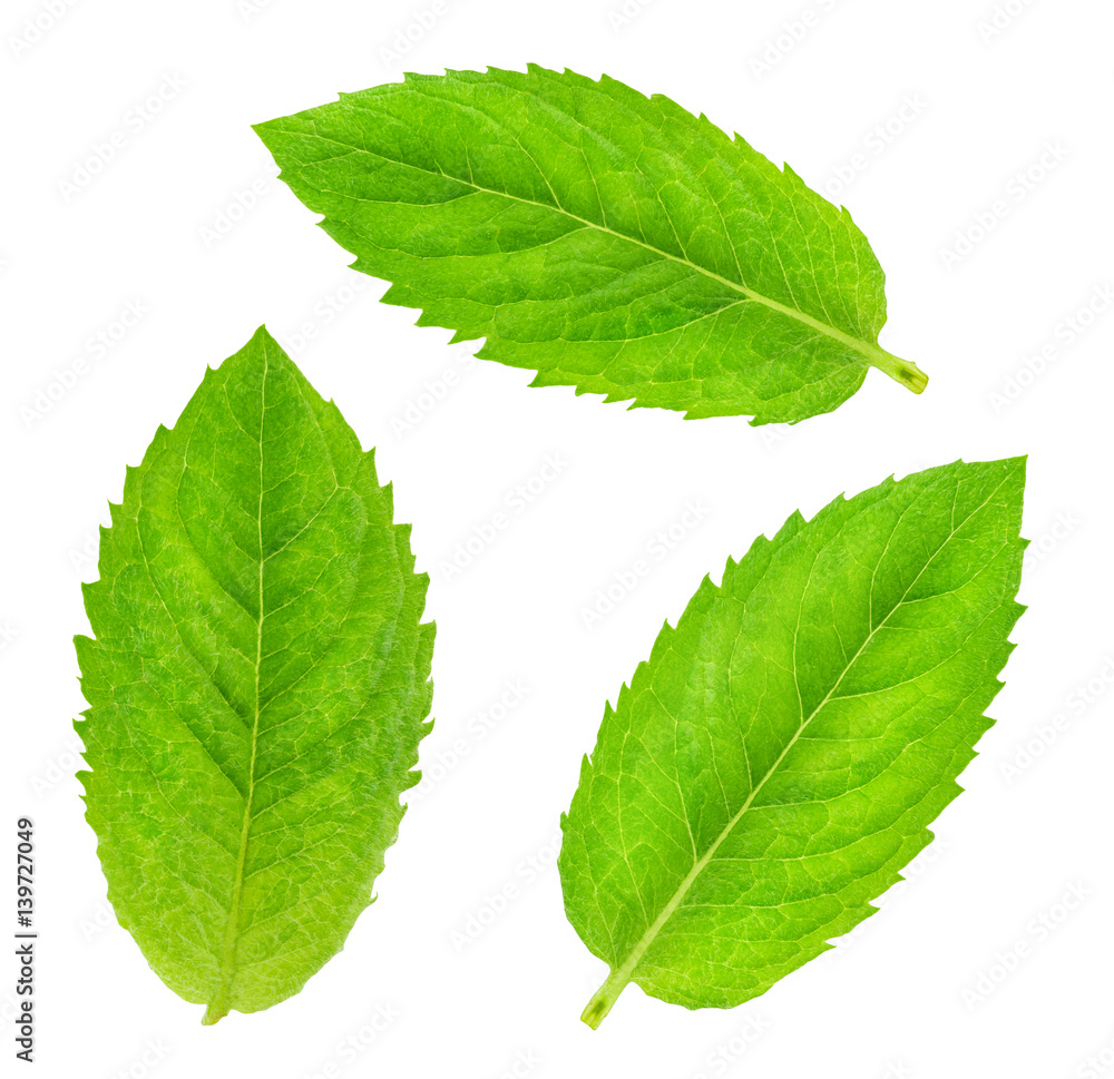 Obraz premium Fresh raw mint leaves isolated