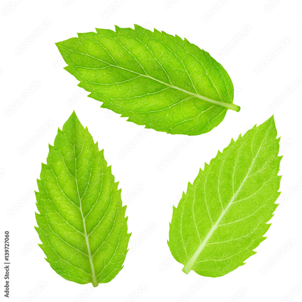 Fresh raw mint leaves isolated Fresh raw mint leaves isolated