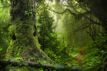 Wandcirkels Olijfgroen Weelderige jungle in Nepal  © quickshooting