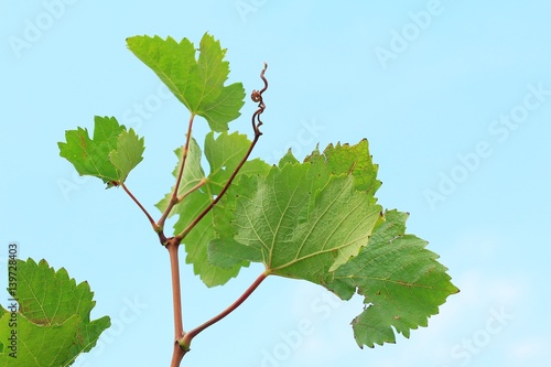 grape leaves