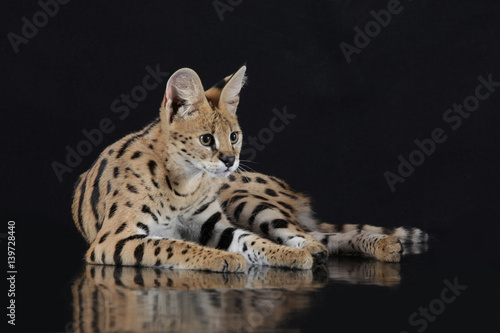 Photography Serval im Liegen vor schwarzem Hintergrund
