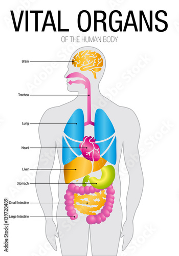 Chart of VITAL ORGANS with parts name. Size: 21cm x 30cm - Vector image
