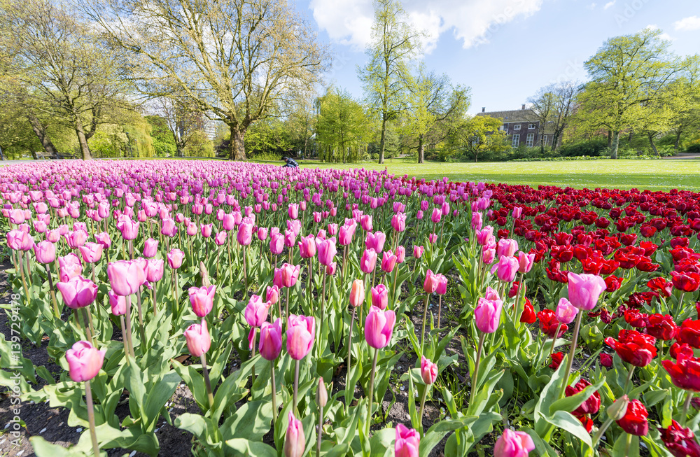 Tulips meadow in Rotterdam Park, The Netherlands