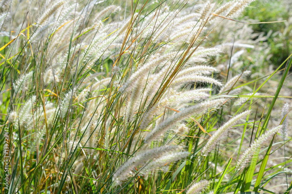 Grass field in the wind