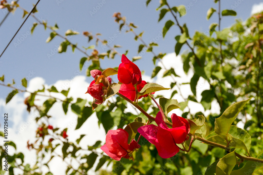 Red-colored flowers on a blue sky Red-colored flowers on a blue sky