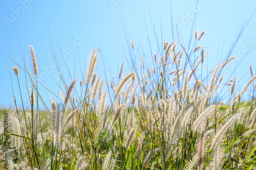 Grass field in the wind