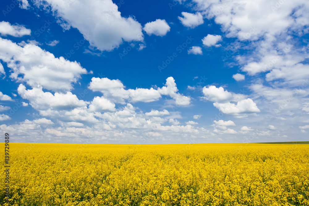 field field