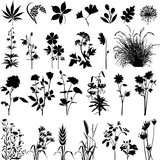 Botany plants