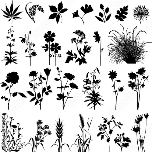Botany plants