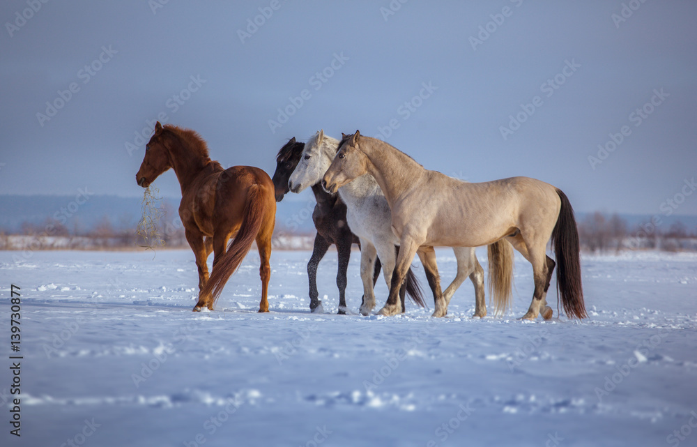 Herd of several horses go on snow