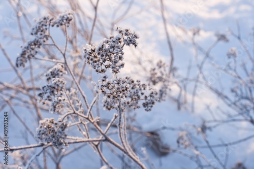 Frosty sunny winter day. Plant cover with small ice crystals. Hoarfrost on branches. Blue background with the grass in frost. Frozen  flowers under snow in the late autumn.  © KatiaMakarova