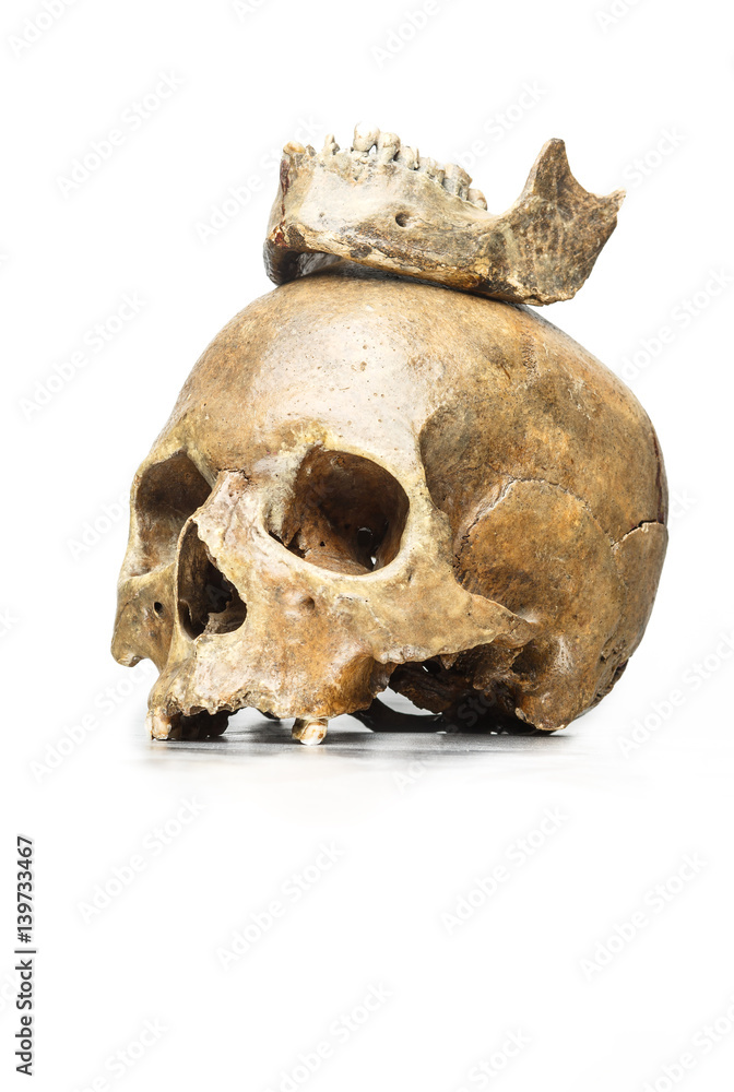 human skull girls on white background human skull girls on white background